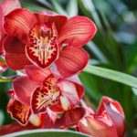 10+1 tipp, hogy a tiéd legyen a környék legszebb orchideája!